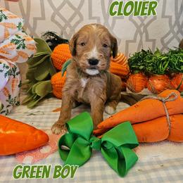 Clover - Red  male Goldendoodle puppy in Haughton, Louisiana from Bailey’s Cajun Canines