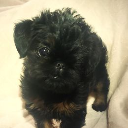 Brussels Griffon Puppies from Jeanette Williams