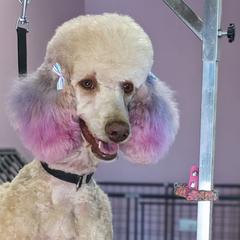 Goldendoodles, Poodles, and Sheepadoodles from Exquisite Doodles