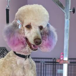 Goldendoodles, Poodles, and Sheepadoodles from Exquisite Doodles