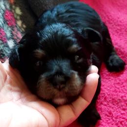 Boy 1 - Black phantom Aussiedoodle puppy in Waterloo, Illinois from Crazy 8 Toy/ Mini Aussies & Doodles
