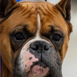 Boxers from RayJen Cajun Boxers
