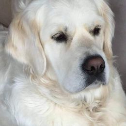 Ava - Golden Retriever