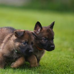 Light Blue Collar - Sable female German Shepherd puppy in Prospect, Connecticut from Di Massimo Canile