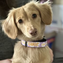 Dixie Rose - Dachshund