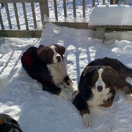 Bernese Mountain Dog Puppies from Lonesome Pine Farm