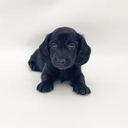 Clover (solid black) - Black male Dachshund puppy in Waddell, Arizona from Neu Doxies