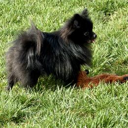 Cynder - Pomeranian