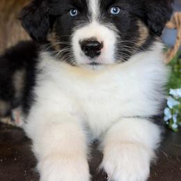 Gunner-has tail-many videos - Black tri-color male Australian Shepherd puppy in Troy, South Carolina from Australian Shepherds of 3/W Farms