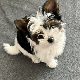 Biewer Terrier Puppies from Bouquet Biewers