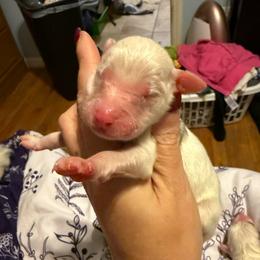 Sawyer - White male Australian Shepherd puppy in Four Oaks, North Carolina from RoseWest Farms
