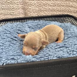 Aladdin 3 - Fawn (isabella) and tan male Dachshund puppy in Scottdale, Pennsylvania from Our Sweet Dachshund Farm