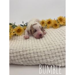 Bumble - Parti Goldendoodle puppy in Smithfield, Kentucky from KBK9 Kennels