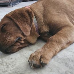 Labrador Retriever Puppies from Majestic Forrest Labradors