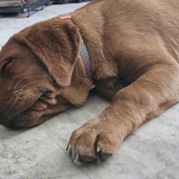 Labrador Retriever Puppies from Majestic Forrest Labradors