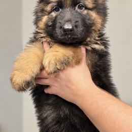 Black boy - Black and red male German Shepherd puppy in Johnstown, Ohio from Vom Haus Neufus