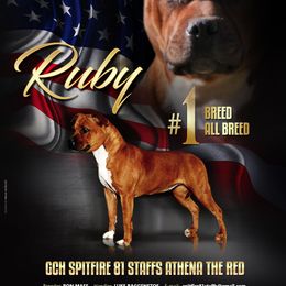 Staffordshire Bull Terrier All Grown Up from Spitfire 81 Staff's