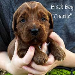 Charlie - Red  male Goldendoodle puppy in Travelers Rest, South Carolina from Bailey Mountain Doodles