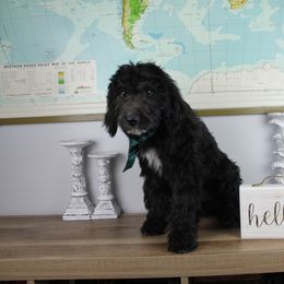 Boy 6 - Black and white Bernedoodle puppy in Riverdale, Utah from La Di Da Doodles