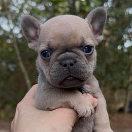 Blue Fawn Sable Boy (Blue collar) - Blue fawn male French Bulldog puppy in Gulf Breeze, Florida from SW Frenchies