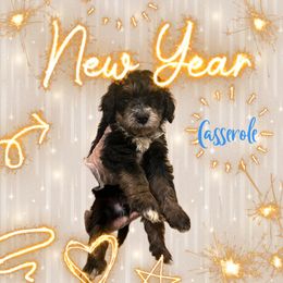 Bernedoodle Puppies from A MAYSING Bernedoodles