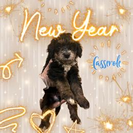 Bernedoodle Puppies from A MAYSING Bernedoodles