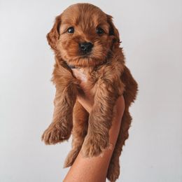 Lemon Meringue Pie (Black Collar) - Red  female Goldendoodle puppy in Beaverton, Oregon from Henry Elliots
