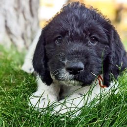 Orange-Jason - Sporty Mix puppy in Snowflake, Arizona from Az Mountain Doodles