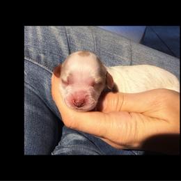 Chrysanthemum - Blenheim female Cavapoo puppy in Battle Lake, Minnesota from Panda Puppies