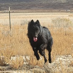 Ruku - Belgian Sheepdog
