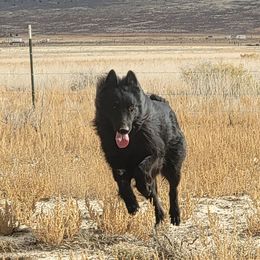 Ruku - Belgian Sheepdog