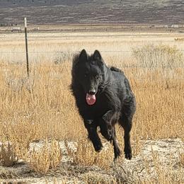 Ruku - Belgian Sheepdog