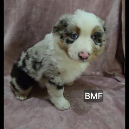 Girl 1 - Blue merle female Miniature Australian Shepherd puppy in Bend, Oregon from Badlands Toy and Mini Aussies