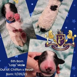 Poodle Puppies from Princetin Poodles