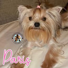 Paris - Yorkshire Terrier