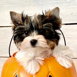 Biewer Terrier Puppies from Bouquet Biewers