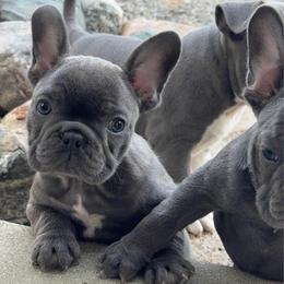 Blue boy - Blue male French Bulldog puppy in Capac, Michigan from Puddles Palace Puppies