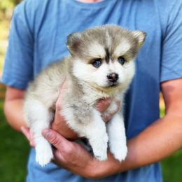 Mater - Merle male Pomsky puppy in Grass Valley, California from Karalot Pomskies