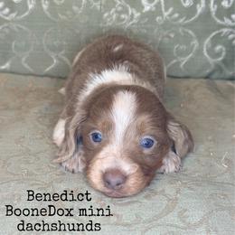 Benedict - Fawn (Isabella) male Dachshund puppy in Lexington, Oklahoma from BooneDox Miniature Dachshunds