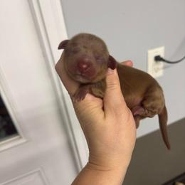 Rusty - Red male Dachshund puppy in Fredericksburg, Indiana from Blue River Mini Dachshunds