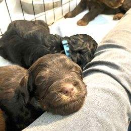 Assorted Doodle Crosses Puppies from Doodles Domain