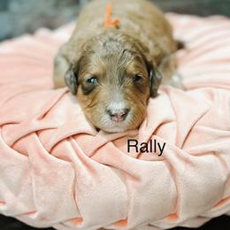 Rally - Sable female Bernedoodle puppy in Pasco, Washington from Camp Doodle Woods