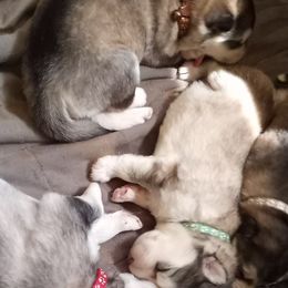 Alaskan Malamute Puppies from River Bend Malamutes