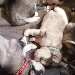 Alaskan Malamute Puppies from River Bend Malamutes