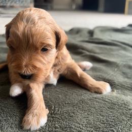 Pink collar female - Red  female Goldendoodle puppy in Fort Myers, Florida from Gandystailsofjoy