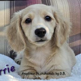 Carrie (3975) - Cream female Dachshund puppy in Ovett, Mississippi from Anytime Dachshunds by D.B.