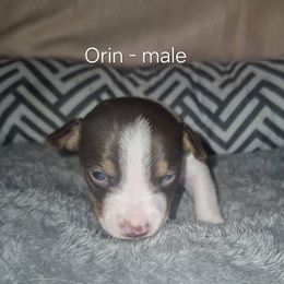 Orin - White and chocolate male Teddy Roosevelt Terrier puppy in Murray, Kentucky from Froschwald German Shepherds and Xanadu Teddy Roosevelt Terriers