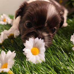 Zoe (Jeanette) - Chocolate female Shih Tzu puppy in Brighton, Missouri from Morningstar's Shih Tzu