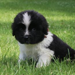 Maverick  Brown collar - White and black male Newfoundland puppy in Kimball Twp, Michigan from Pine River Newfoundlands