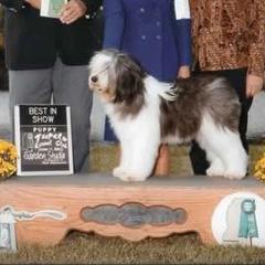 Polish Lowland Sheepdogs from StarPONs